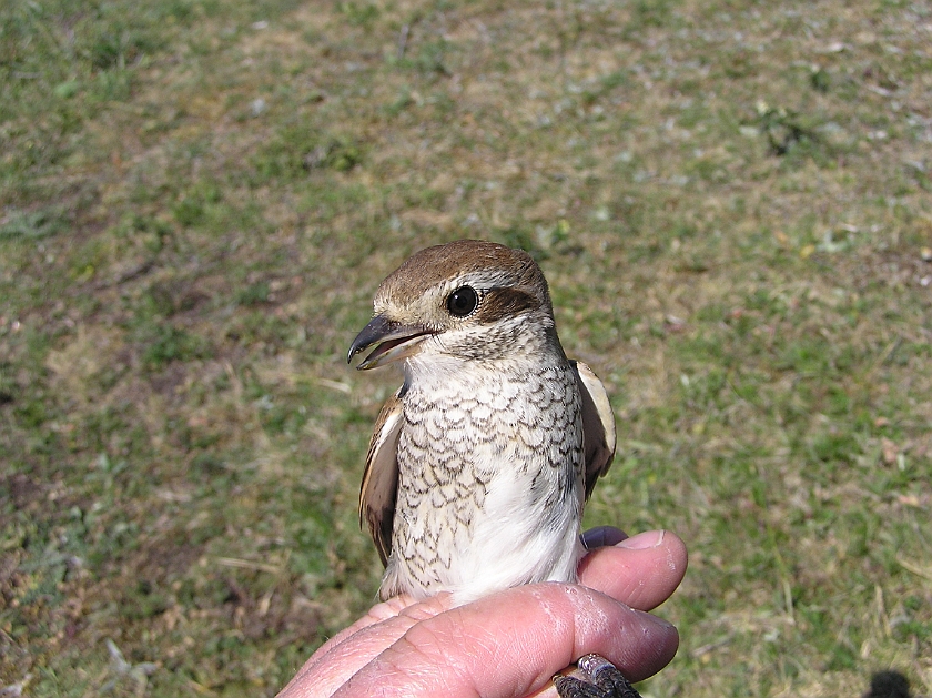 Red-backed Shrike, Sundre 20070607